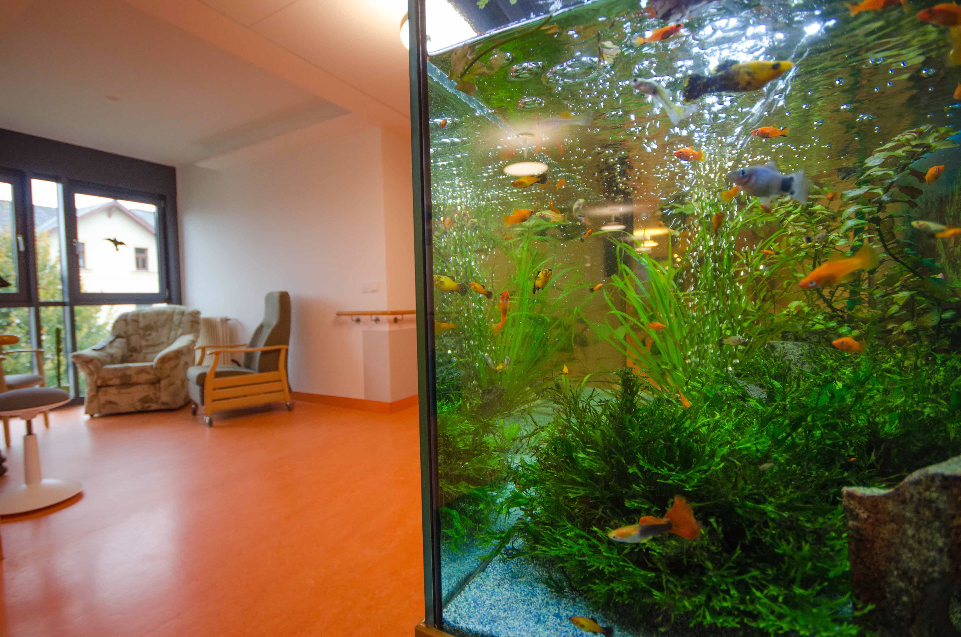 Pflegefachkraft (m/w/d) - Traumjob gesucht? Dresden - DRK Seniorenpflegeheim "Albert Schweitzer" Dresden - Praxia