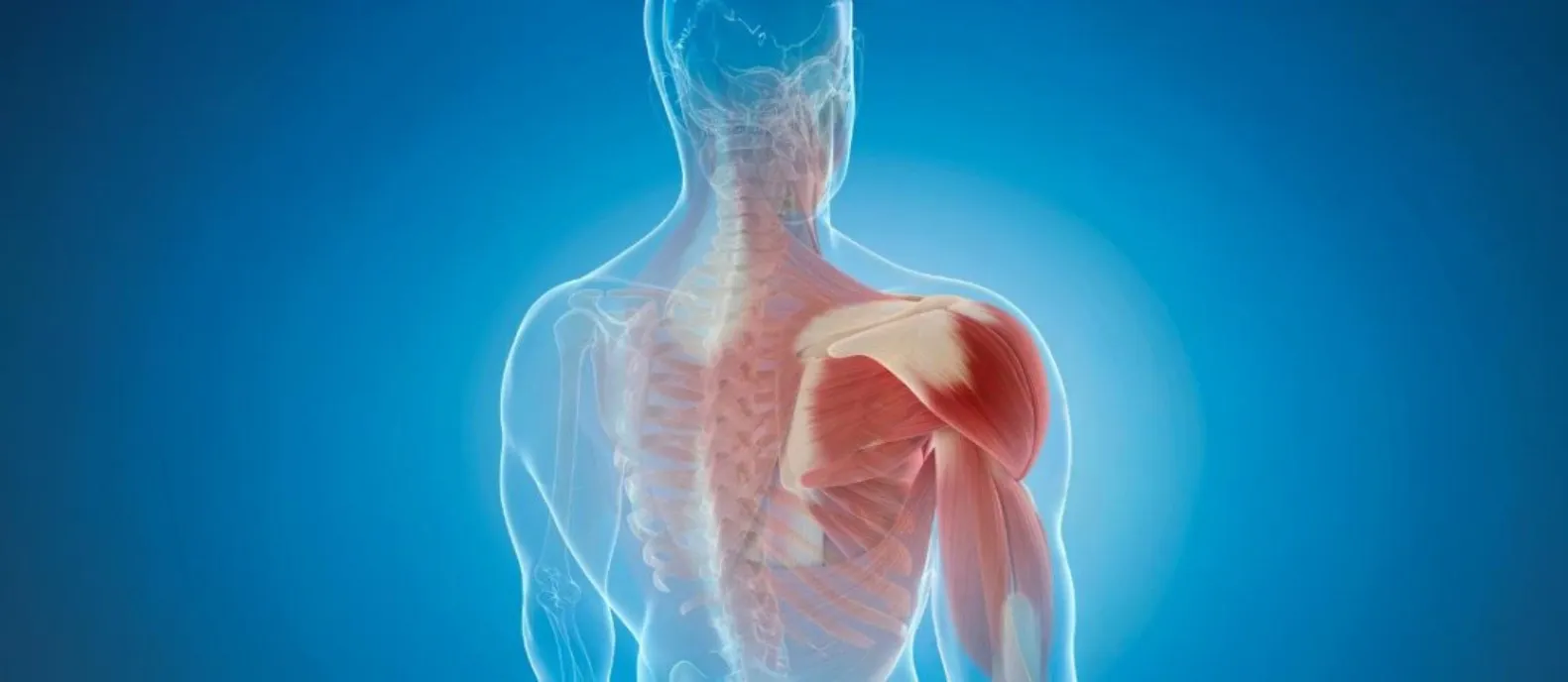 Medizinische 3D Illustration der menschlichen Atemmuskulatu