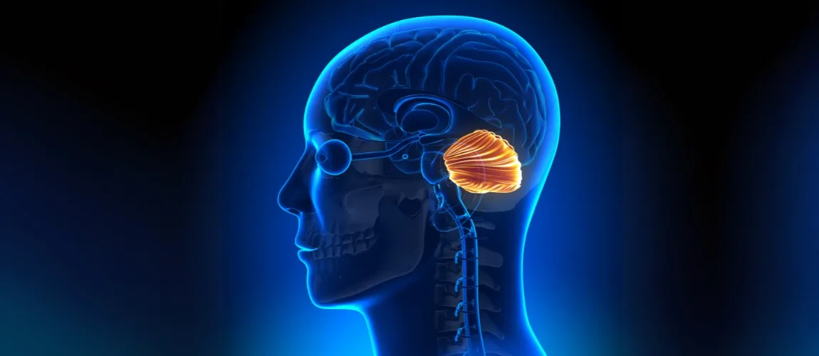 Medizinische 3D Illustration des menschlichen Kleinhirns