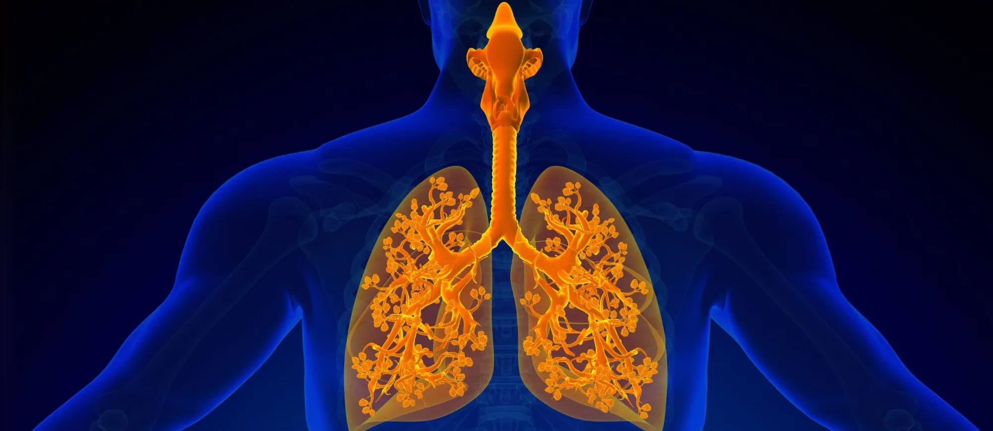 Medizinische 3D Illustration der menschlichen Atemwege