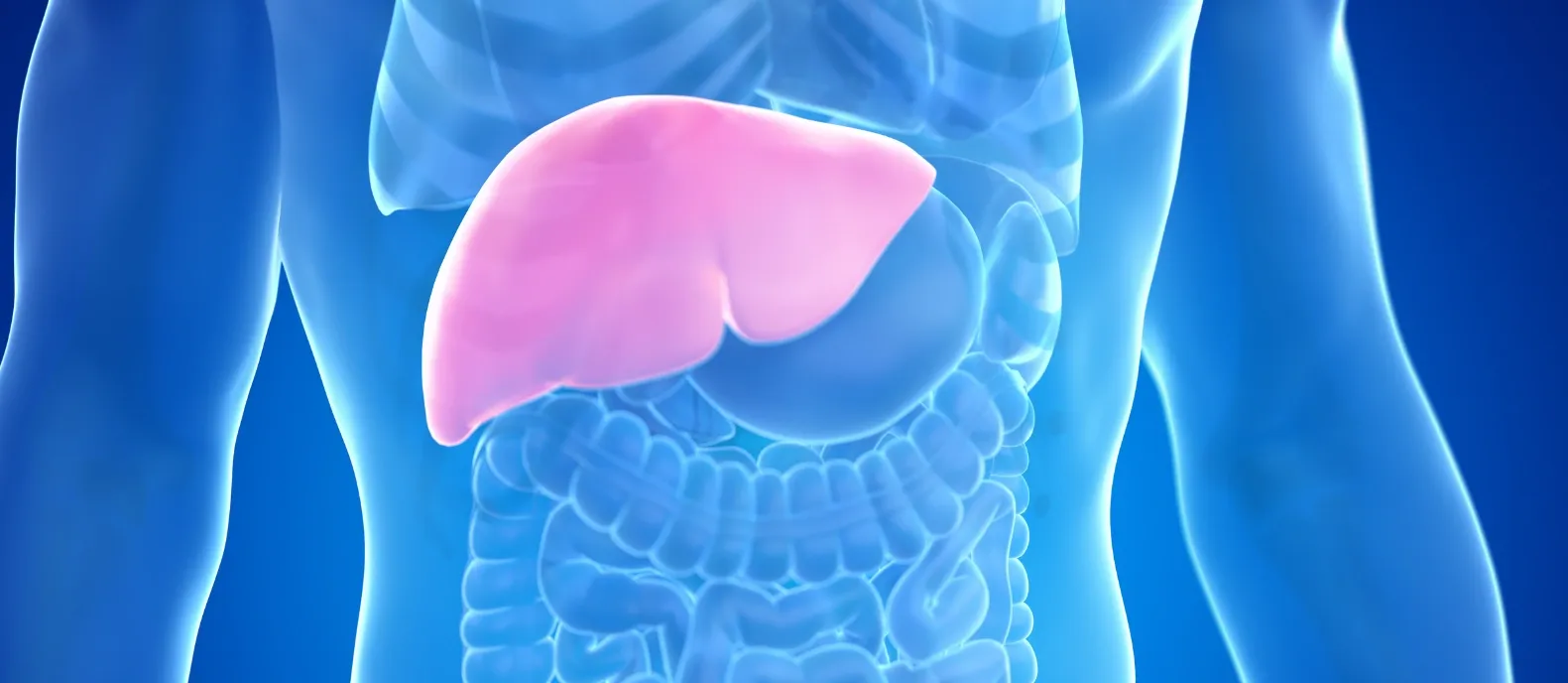 Medizinische 3D Illustration der menschlichen Niere