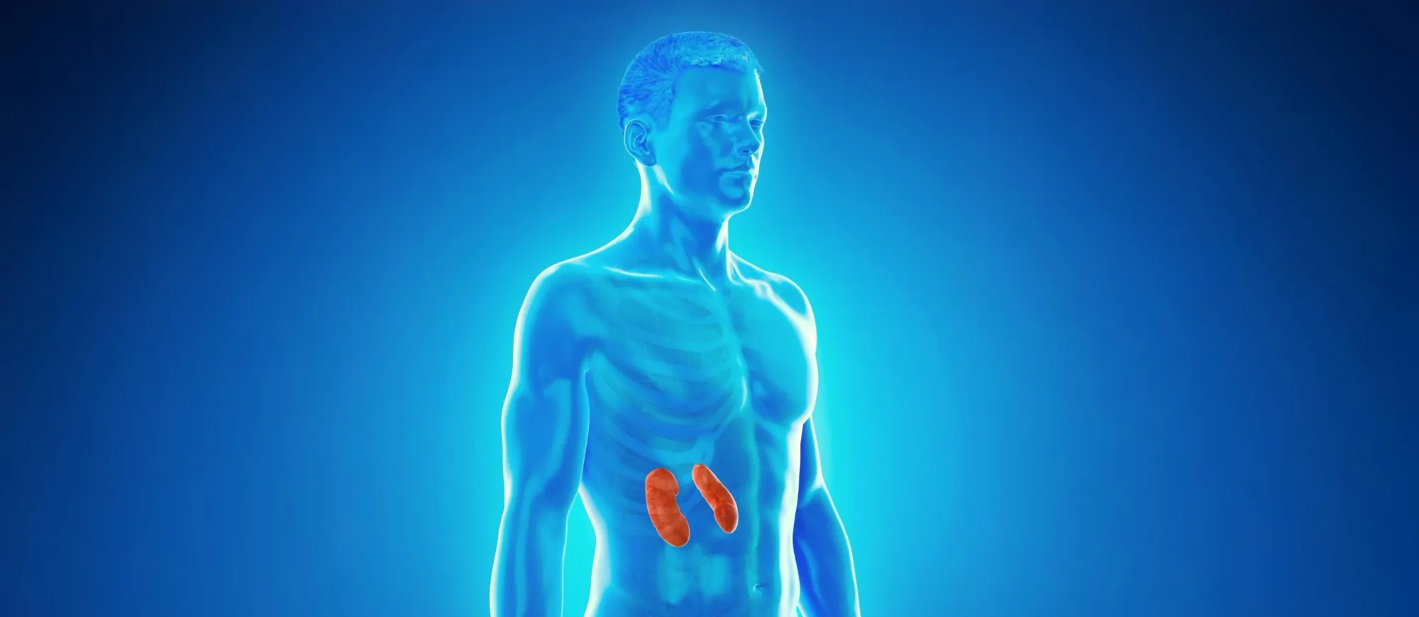 Medizinische 3D Illustration der menschlichen Niere