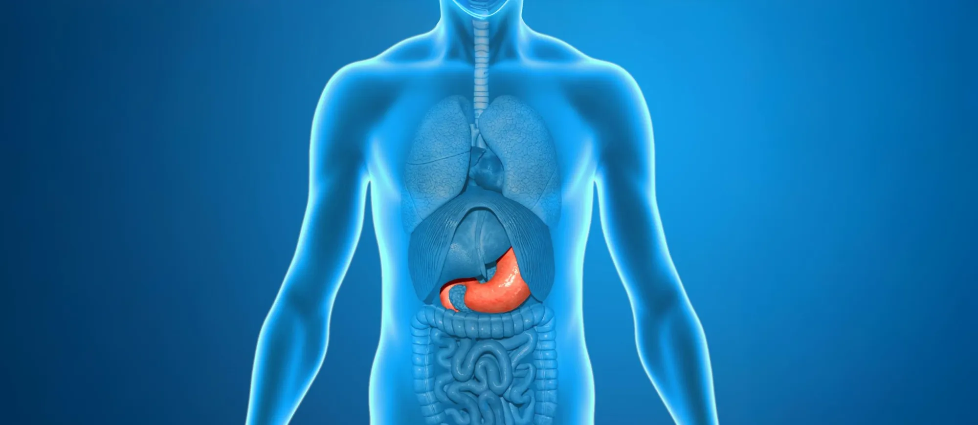 Medizinische 3D Illustration des Magens