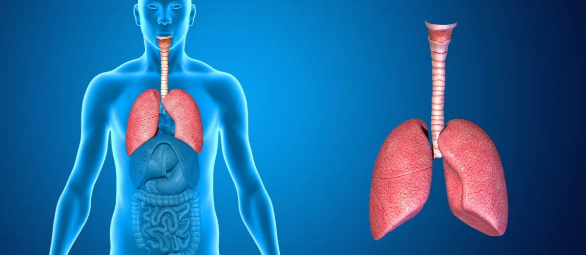 Abbildung einer gesunden Lungen. 