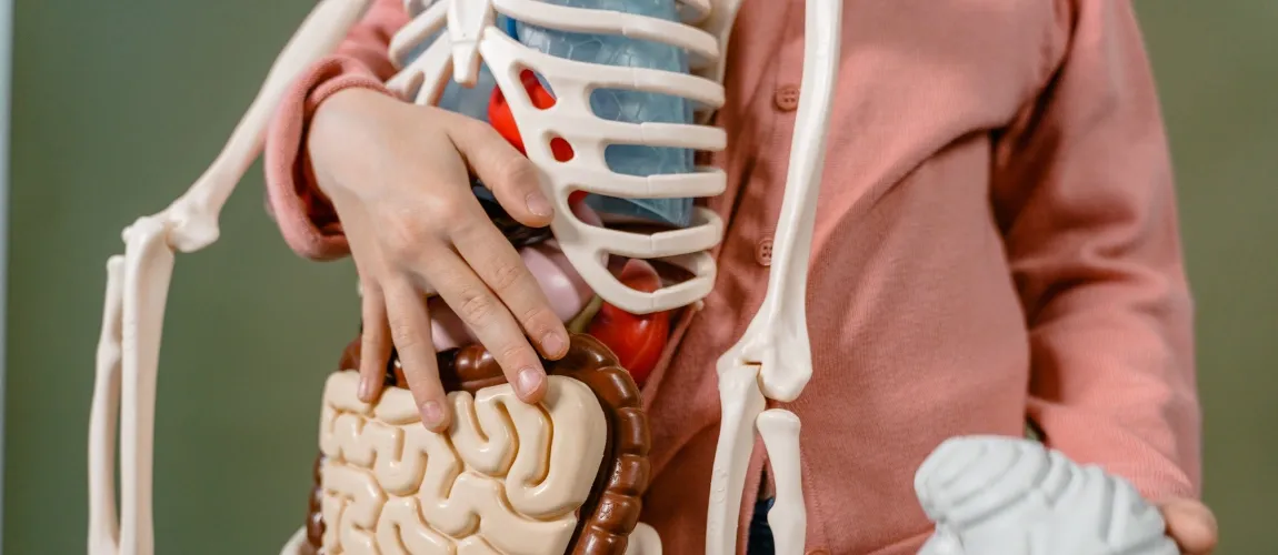 Körpermodell inkl. Organe.