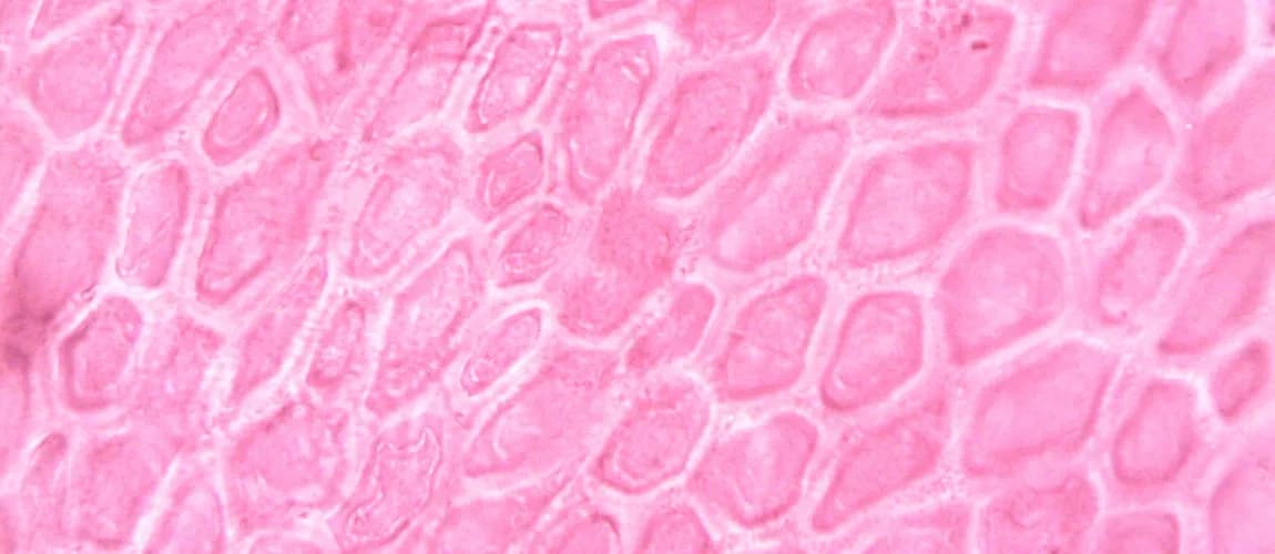 Nahaufnahme von Körperzellen.