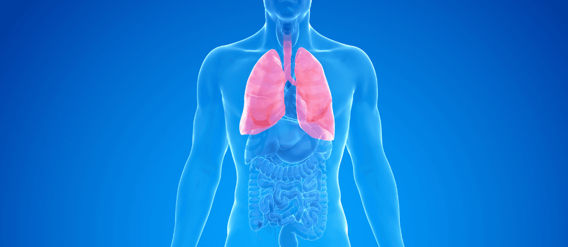 Medizinische 3D Illustration der Lunge