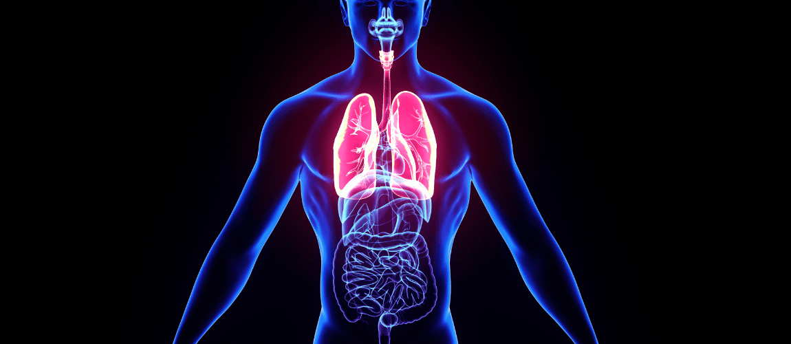 Es ist eine Abbildung einer Lunge zu sehen.